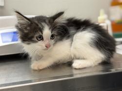 Shelter Stray Female Cat last seen Near BLOCK JUNIPER SPRINGS RD, HOMELAND CA 92548, 581 S Grand Ave, San Jacinto, CA 92582, USA