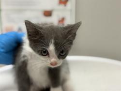 Shelter Stray Female Cat last seen Near BLOCK JUNIPER SPRINGS RD, HOMELAND CA 92548, 581 S Grand Ave, San Jacinto, CA 92582, USA
