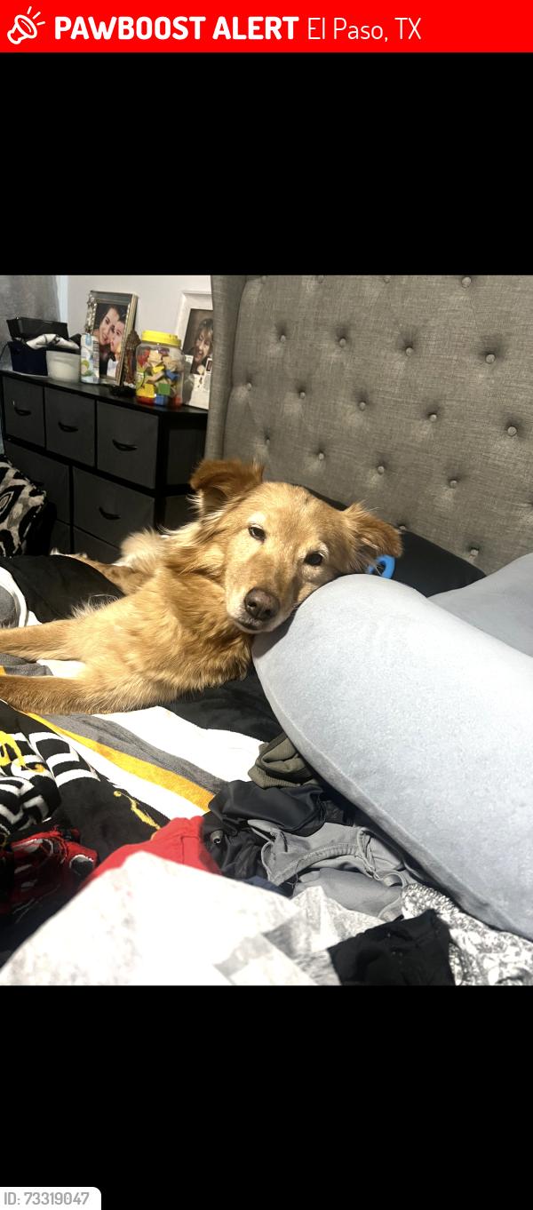 Lost Female Dog last seen Richbeem, Montana, El Paso, TX 79938