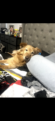 Lost Female Dog last seen Richbeem, Montana, El Paso, TX 79938