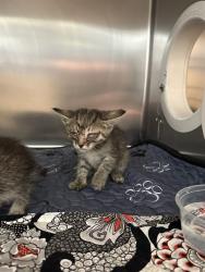 Shelter Stray Female Cat last seen Near BLOCK BEACH ST, JURUPA VALLEY CA 92509, 6851 Van Buren Boulevard, Jurupa Valley, CA 92509, USA