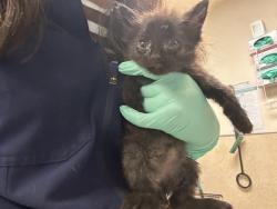 Shelter Stray Female Cat last seen Near BLOCK VAN BUREN BLVD, JURUPA VALLEY CA 92509, 6851 Van Buren Boulevard, Jurupa Valley, CA 92509, USA