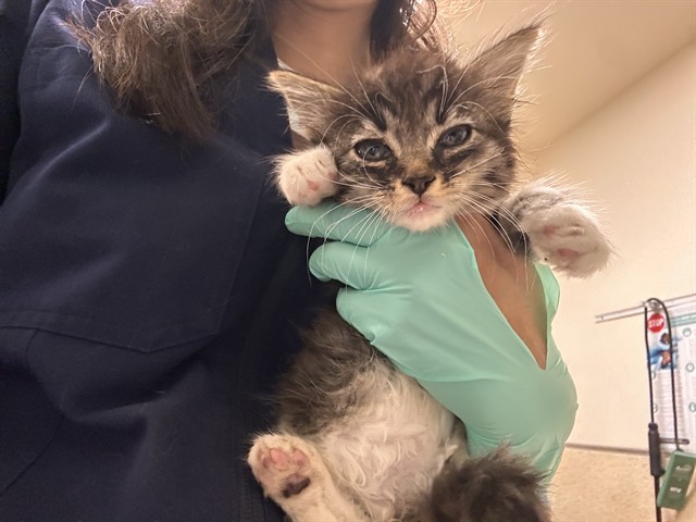 Shelter Stray Male Cat last seen Near BLOCK VAN BUREN BLVD, JURUPA VALLEY CA 92509, 6851 Van Buren Boulevard, Jurupa Valley, CA 92509, USA