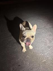 Reunited Male Dog last seen Lamb and Charleston, Las Vegas, NV 89110