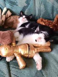 Lost Male Cat last seen 7mile road, Spokane, WA 99224