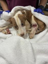 Shelter Stray Male Dog last seen Near BLOCK GILLESPIE ST, FAYETTEVILLE NC 28301, 4704 Corporation Dr, Fayetteville, NC 28306, USA