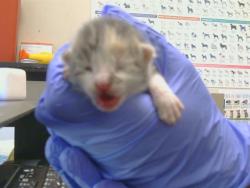 Shelter Stray Female Cat last seen TWIN CITIES RD/ HERLAND RD, 95638, 3839 Bradshaw Rd, Sacramento, CA 95827, USA