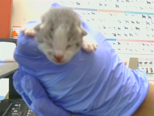 Shelter Stray Male Cat last seen TWIN CITIES RD/ HERLAND RD, 95638, 3839 Bradshaw Rd, Sacramento, CA 95827, USA