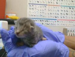Shelter Stray Female Cat last seen TWIN CITIES RD/ HERLAND RD, 95638, 3839 Bradshaw Rd, Sacramento, CA 95827, USA
