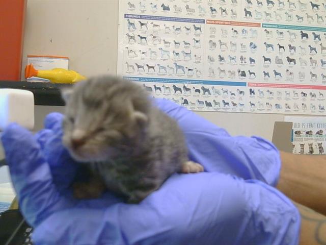 Shelter Stray Female Cat last seen TWIN CITIES RD/ HERLAND RD, 95638, 3839 Bradshaw Rd, Sacramento, CA 95827, USA