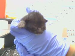 Shelter Stray Female Cat last seen TWIN CITIES RD/ HERLAND RD, 95638, 3839 Bradshaw Rd, Sacramento, CA 95827, USA