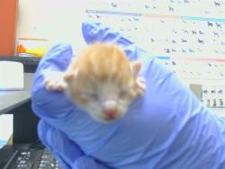 Shelter Stray Male Cat last seen TWIN CITIES RD/ HERLAND RD, 95638, 3839 Bradshaw Rd, Sacramento, CA 95827, USA