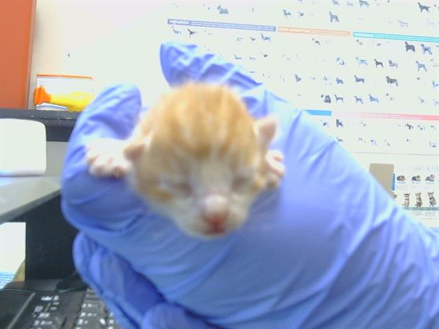 Shelter Stray Male Cat last seen TWIN CITIES RD/ HERLAND RD, 95638, 3839 Bradshaw Rd, Sacramento, CA 95827, USA