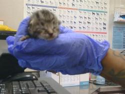 Shelter Stray Female Cat last seen TWIN CITIES RD/ HERLAND RD, 95638, 3839 Bradshaw Rd, Sacramento, CA 95827, USA