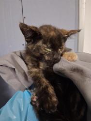 Shelter Stray Female Cat last seen Near BLOCK OILDALE DR, BAKERSFIELD CA 93308, 3951 Fruitvale Ave, Bakersfield, CA 93308, USA