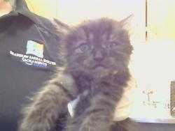 Shelter Stray Female Cat last seen RAINBOW AVE/BRYCE ST, 95821, 3839 Bradshaw Rd, Sacramento, CA 95827, USA