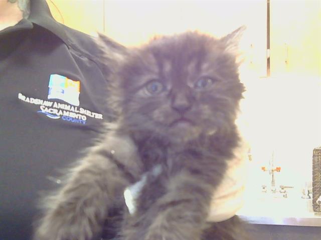 Shelter Stray Female Cat last seen RAINBOW AVE/BRYCE ST, 95821, 3839 Bradshaw Rd, Sacramento, CA 95827, USA