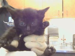 Shelter Stray Female Cat last seen RAINBOW AVE/BRYCE ST, 95821, 3839 Bradshaw Rd, Sacramento, CA 95827, USA
