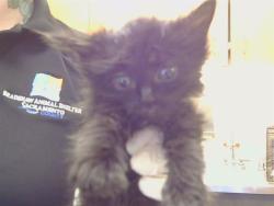 Shelter Stray Female Cat last seen RAINBOW AVE/BRYCE ST, 95821, 3839 Bradshaw Rd, Sacramento, CA 95827, USA
