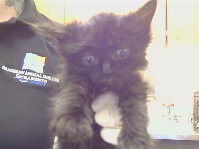 Shelter Stray Female Cat last seen RAINBOW AVE/BRYCE ST, 95821, 3839 Bradshaw Rd, Sacramento, CA 95827, USA