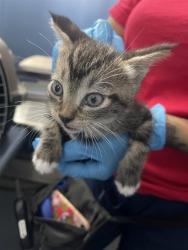 Shelter Stray Female Cat last seen W OLIVE ST X N J ST, 333 Chandler Pl, San Bernardino, CA 92408, USA