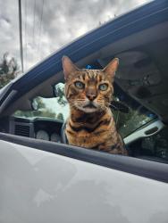 Lost Male Cat last seen Powerhouse rd, Newcastle, CA 95658