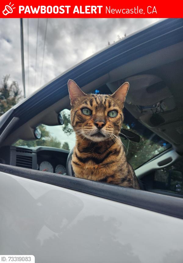 Lost Male Cat last seen Powerhouse rd, Newcastle, CA 95658