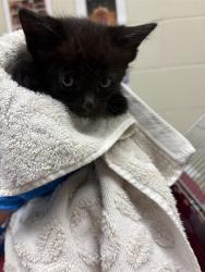 Shelter Stray Female Cat last seen Near BLOCK W 89TH WAY, 12155 Park Blvd, Brighton, CO 80601, USA
