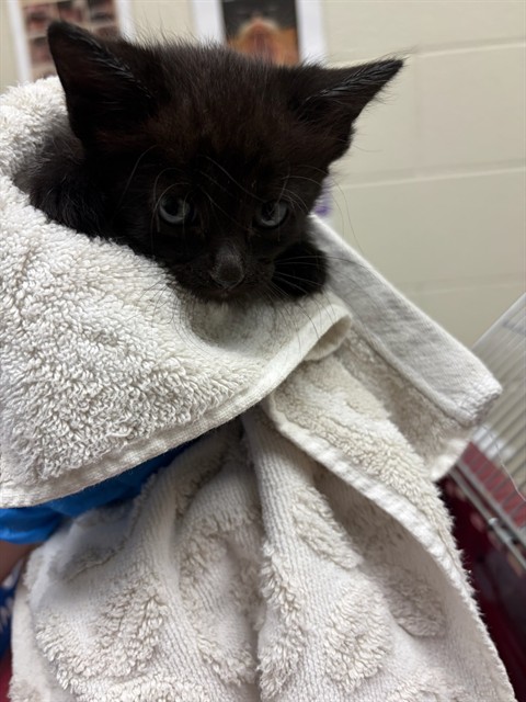 Shelter Stray Female Cat last seen Near BLOCK W 89TH WAY, 12155 Park Blvd, Brighton, CO 80601, USA