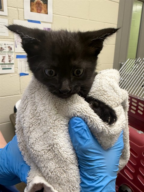 Shelter Stray Female Cat last seen Near BLOCK W 89TH WAY, 12155 Park Blvd, Brighton, CO 80601, USA