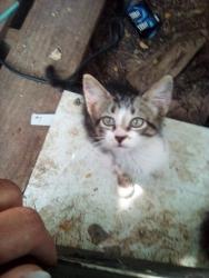 Lost Male Cat last seen lesmar loop 76513, Belton, TX 76513