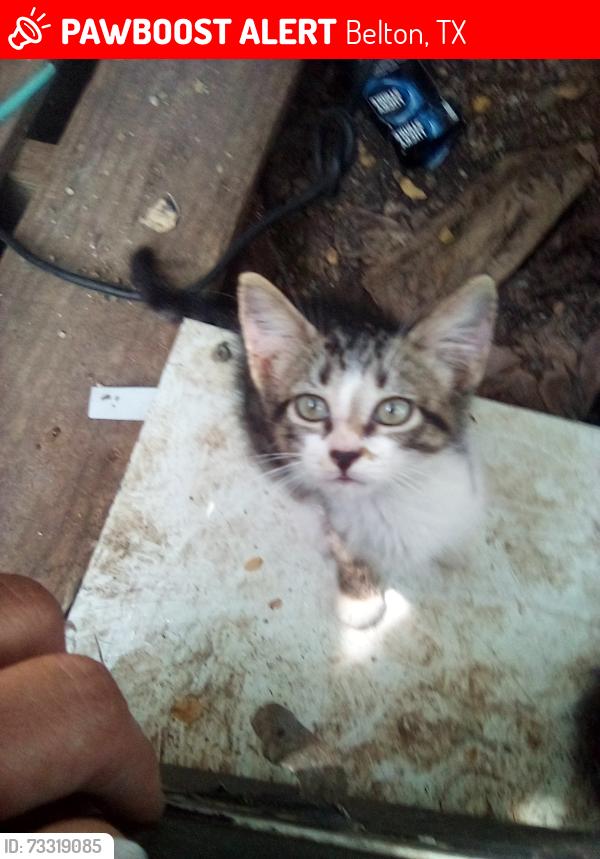 Lost Male Cat last seen lesmar loop 76513, Belton, TX 76513