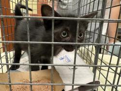 Shelter Stray Female Cat last seen Near BLOCK W SILVER SPRING DR, 3839 W Burnham St, West Milwaukee, WI 53215, USA