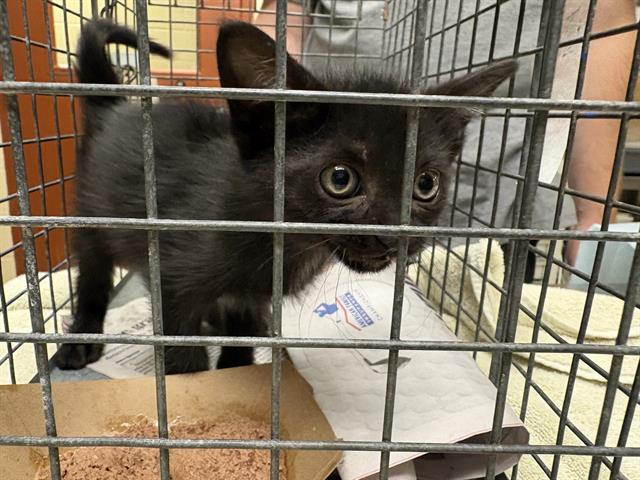 Shelter Stray Female Cat last seen Near BLOCK W SILVER SPRING DR, 3839 W Burnham St, West Milwaukee, WI 53215, USA