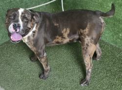 Shelter Stray Male Dog last seen , 5210 W Ave I, Lancaster, CA 93536, USA