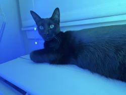 Lost Female Cat last seen Madison ave, San Diego, CA 92116