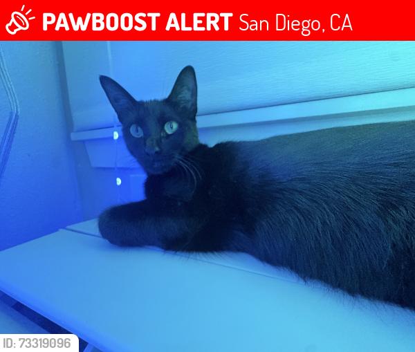 Lost Female Cat last seen Madison ave, San Diego, CA 92116