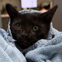 Shelter Stray Female Cat last seen Callaghan Hwy, San Diego, CA, 92136, 5500 Gaines St, San Diego, CA 92110, USA