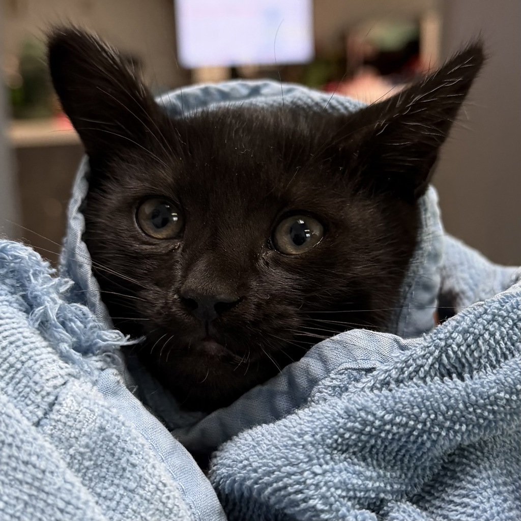 Shelter Stray Female Cat last seen Callaghan Hwy, San Diego, CA, 92136, 5500 Gaines St, San Diego, CA 92110, USA