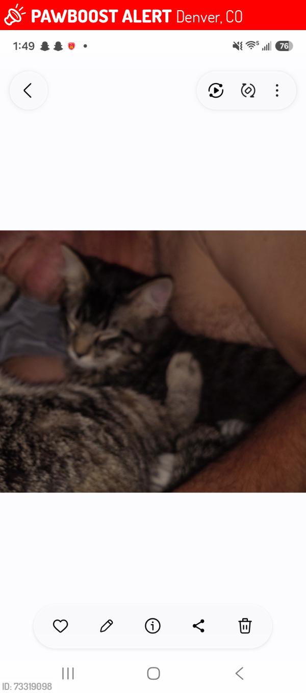 Lost Male Cat last seen Harvard, Denver, CO 80223