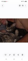 Lost Male Cat last seen Harvard, Denver, CO 80223