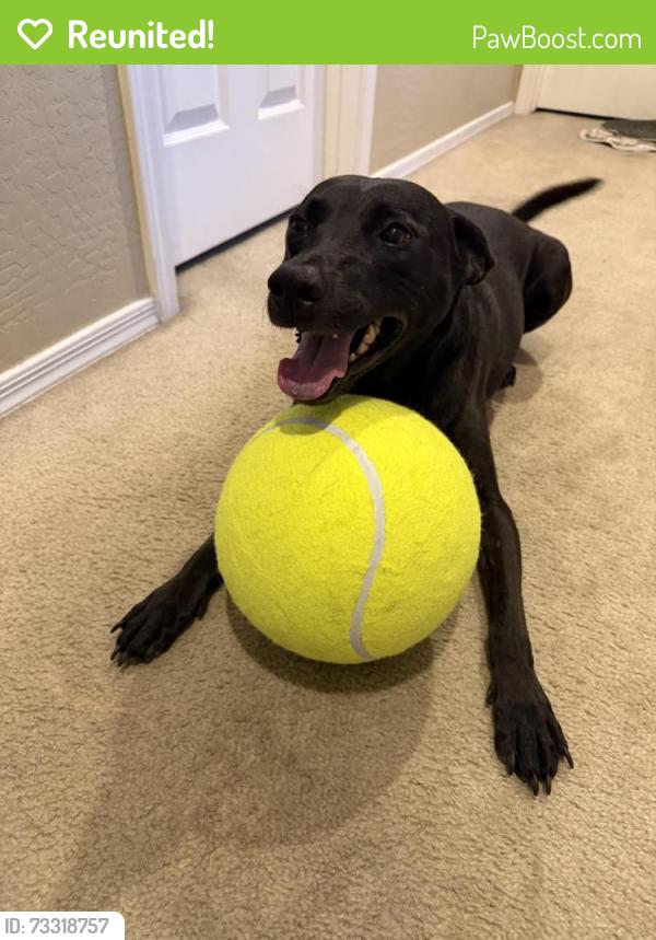 Reunited Female Dog last seen Locust Ln & Overlin In sanctuary community, Avondale, AZ 85323