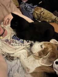 Reunited Male Dog last seen Near Berry St, Houston, TX 77004, USA, Houston, TX 77004