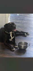Reunited Male Dog last seen Near Drayton Hall, Jacksonville, NC 28540