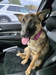 Reunited Female Dog last seen Cantina Dr and Eagle Ranch Pkwy, Victorville, CA 92392