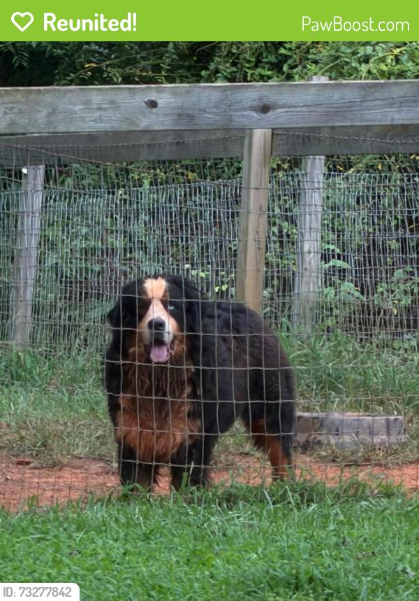 Reunited Male Dog last seen Mcleary Rd and Hodges bend Rd, Sevier County, TN 37876