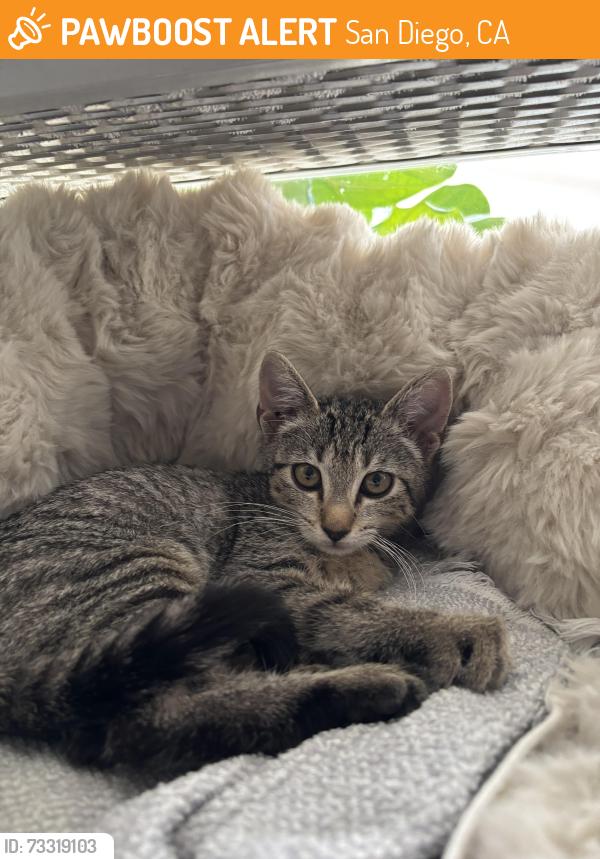 Found/Stray Unknown Cat last seen Adams Ave, San Diego, CA 92116