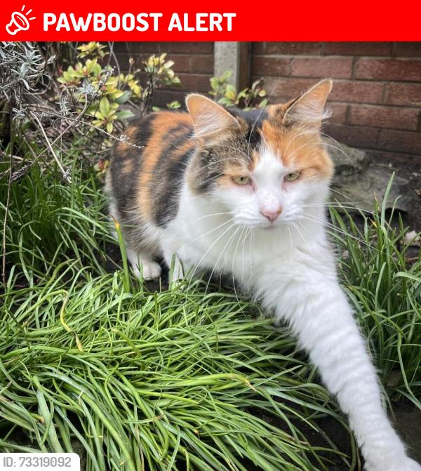 Lost Female Cat last seen Oakleaze Coalpit Heath, Coalpit Heath, England BS36 2RB
