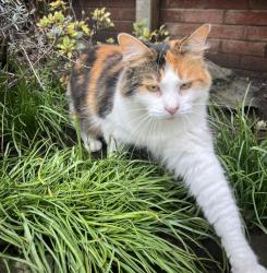 Lost Female Cat last seen Oakleaze Coalpit Heath, Coalpit Heath, England BS36 2RB