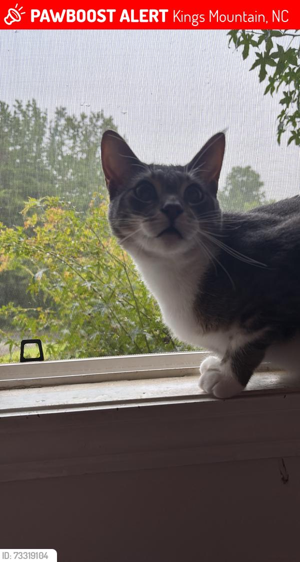 Lost Male Cat last seen near the ingles in kings mtn, Kings Mountain, NC 28086